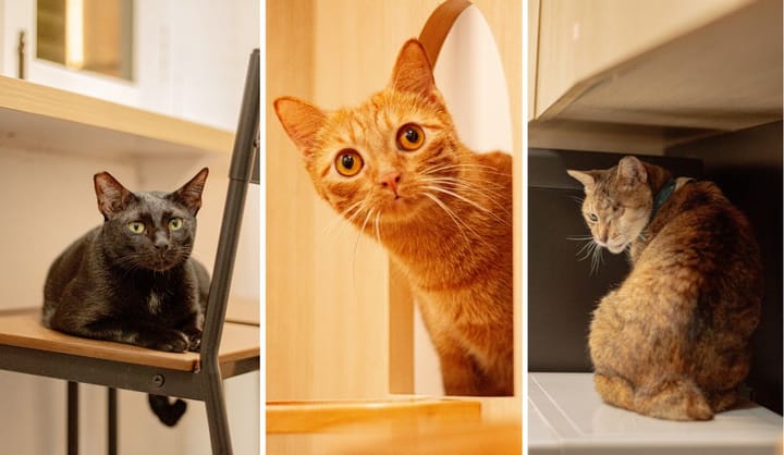 Image 4: Our Cats